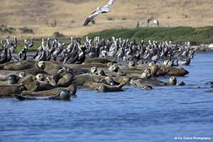 birds at elkhorn slough
