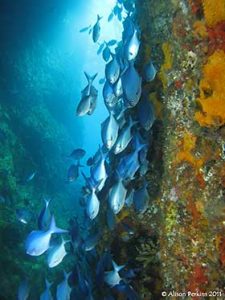 Photo copyright Alison Perkins